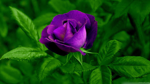 لیلا ڕۆیشتوەکەم