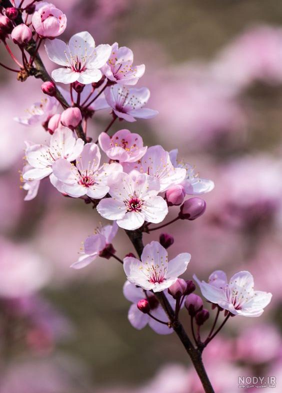 نوینه ر شزکس واز
