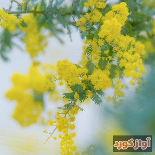 ستاره کرامت‌الله هستی یا نه