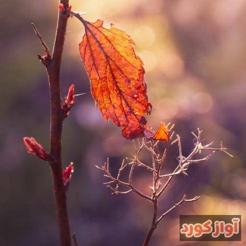 نگینه امانقلوا کوه و صحرا و دمن گلپوش است بلبل از سیرِ چمن بی‌هوش