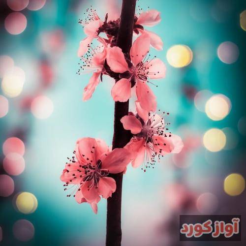 نگاره خالوا تو را گریاندم و خودم گریستم عزیزم اشکِ من ندیده رفتی