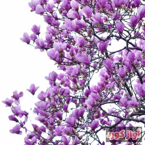 نازیه کرامت‌الله کجایی بدیده‌ام تو جایی بگو از آشنایی کجایی