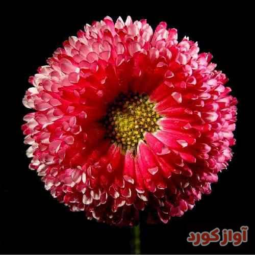 دنیا عمو حسن