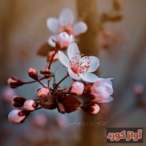 زلیخا محمدشاهوا اونیکه میترسی از اون بدهش بر دست خزون میدونی منم اون