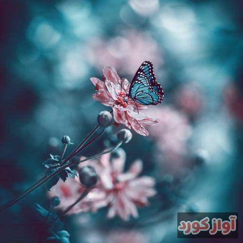 ستار کرامت‌الله بهار مبارک