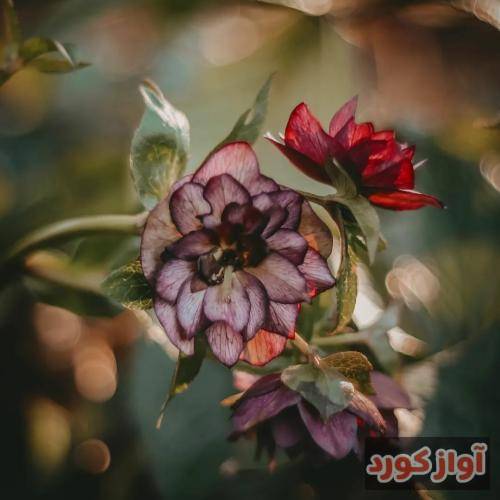 نگاره خالوا شبانگاهی ز من رنجیده رفتی پریشان اشک غم بر دیده رفتی