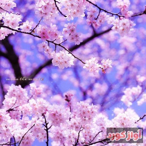 ستاره کرامت‌الله بخشیدمت اما قدرم را می‌دانم