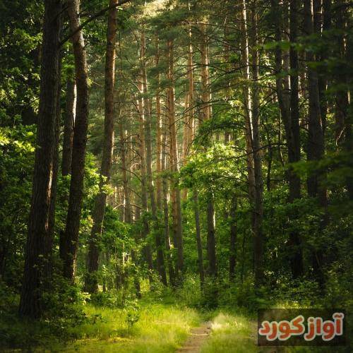 نگینه امانقلوا به تنم عطر شقایق به سرم خیال دریا به لبم