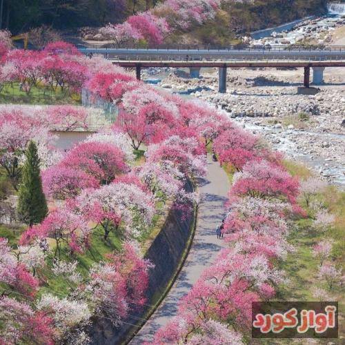 نگینه امانقلوا به همون خندۀ مست دلکم رفته ز دستکوزۀ صبر دلم وای افتاد و شکست