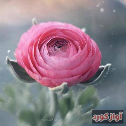 ستار کرامت‌الله رنگارنگه گل به رنگه صد هزاران آمده چَه‌چَه بلبل