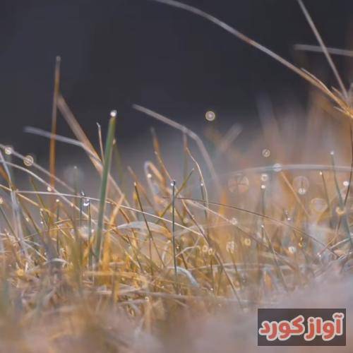 زلیخا محمدشاهوا دوست دارم دوست دارم یکی یکدونت بشوم