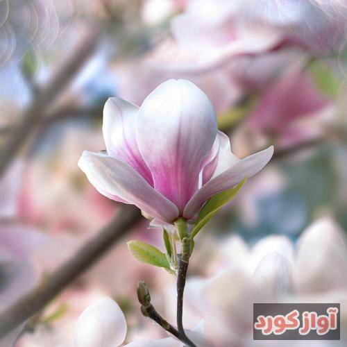 نازیه کرامت‌الله وين انتِ الشوق مالي قلبي وانتِ بعيدة عني وين انتِ