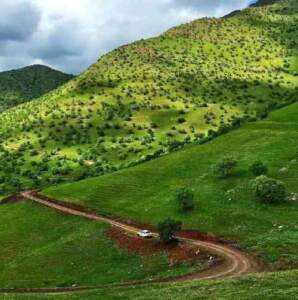 تهی
