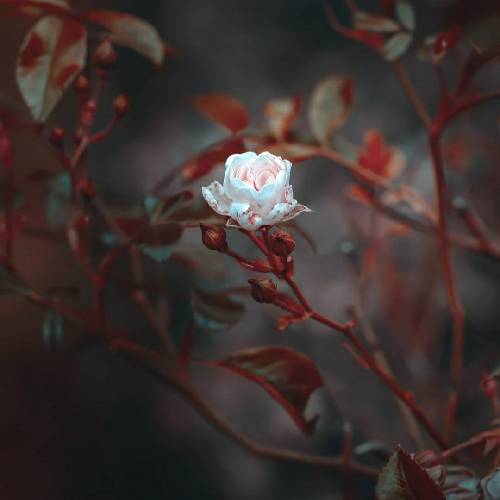 مهراب مرداب