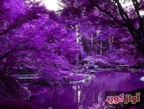 سعید کریمی دلم چه تنگه هوای گریه داره