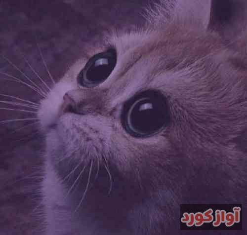 شایان یو به جز تو