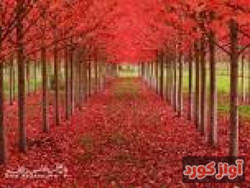 جواد نکایی دنیا ندمه تره ولله ندمه