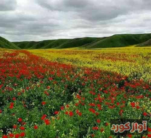 پیمان یعقوبی این دلم خونه روزگار نمک نشناس چرخه گردون