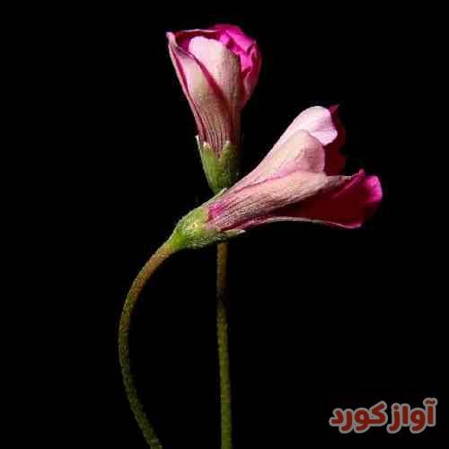 باران حکیمی ویرانه