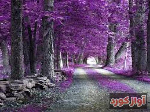 محمدرضا شاکری دومه کفره ولی خامه بدونی