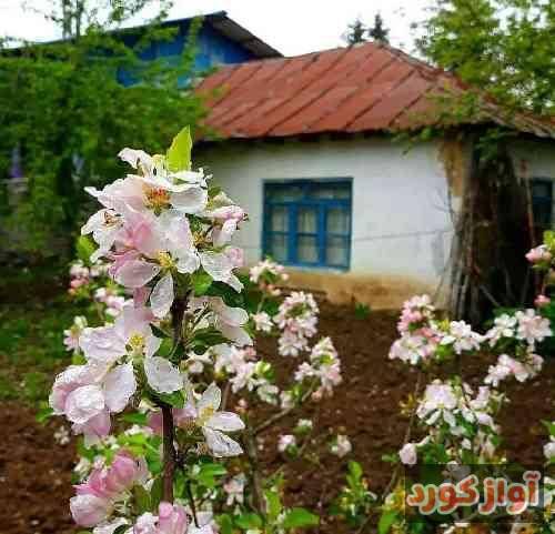 جواد بیات زمونه تو رو گرفته از من بغض صدامو زیر بارون
