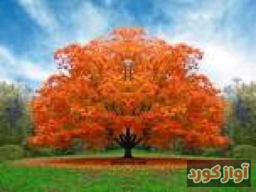 ابراهیم علیزاده شیرین شیرین جان