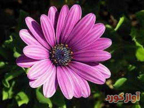 پوریا ملکی عطر قدیمی