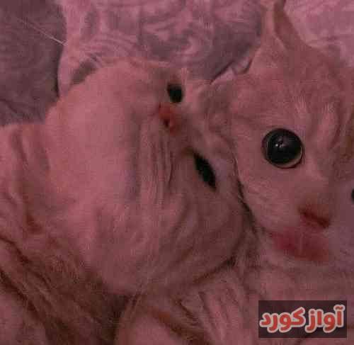 هیچکس یه مکث