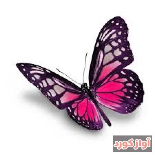 بردیا مهرآرا مینه من و تو کشکو چی میکه