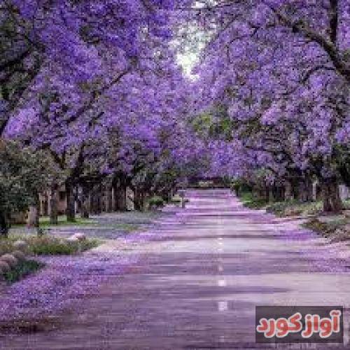 یاسین شیخی بحث عاشقی بونه زانتیا سوار مه
