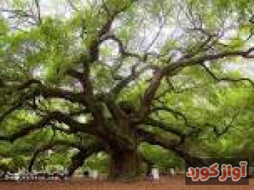 یاسین شیخی ته دست بیرم از شهر فرار هاکنم