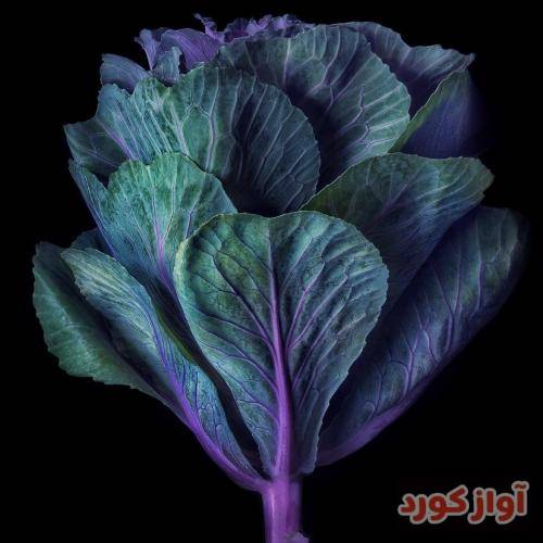 ای کافی یه مشت سرباز