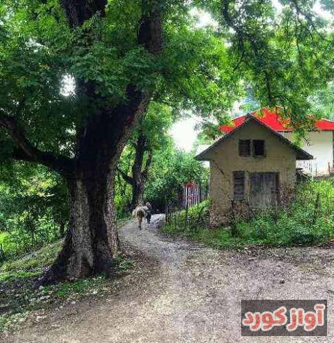پیمان یعقوبی خدای که بهتر از من خبر داری ز حال من
