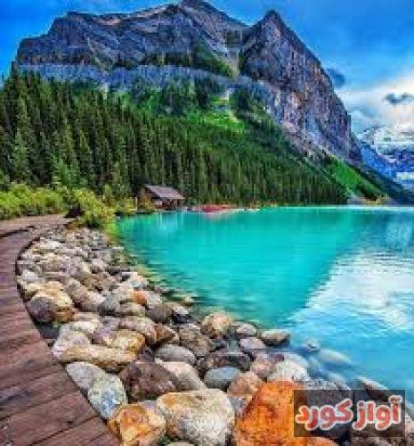 محمدرضا شاکری انگور
