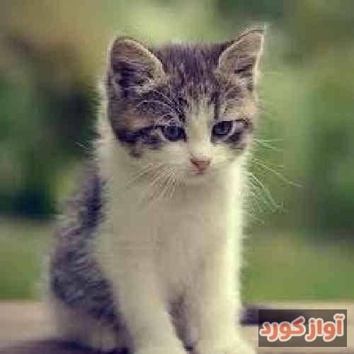 خلسه باید برگردم