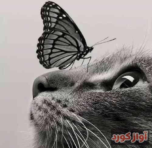 مرتضی برجسته مردن از دست عزیزان شده