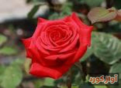 سهیل غنی پور چه می خواهم از این دنیا از این دنیای