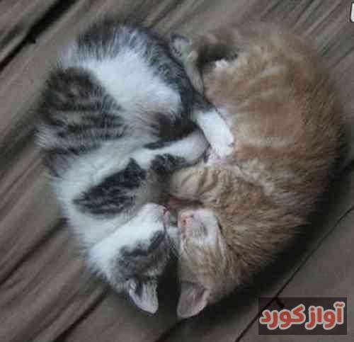 کوروش رضوانی فر گل نورسم آخی دل بی کسم آخی