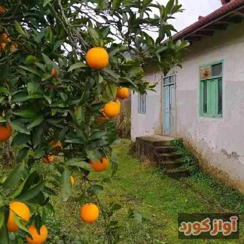 باران حکیمی خاتون فه‌تانه