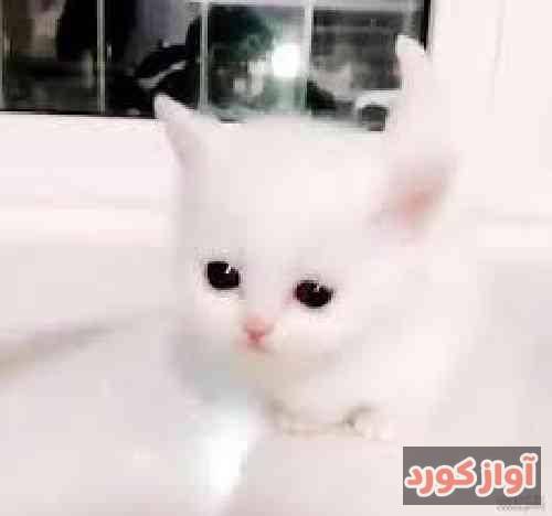 ای کافی دلسوخته 6