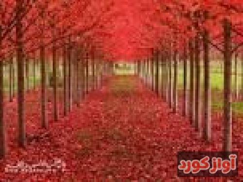 فتانه تو بودی که فکر میکردی 