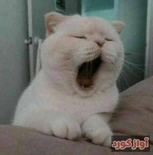 امید عقابی میدونی که نمیشه ازت دل کند