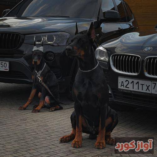  ربعي کلها زعران