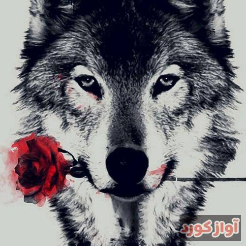 رسول حسینی عاشق کش