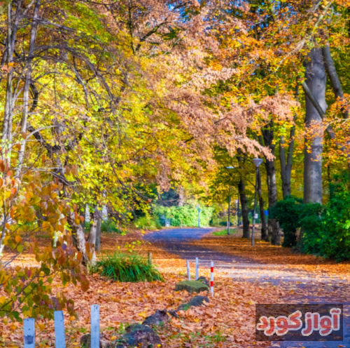  صبح و ظهر و شب انگار تو قفستم