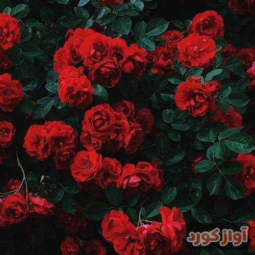  چیزایی میگه انگار جنگ شده واقعا چرا بدی