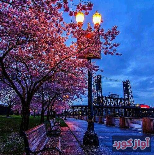  با یه قر و چند تا آها کاری کرد که بیاد و فارسی حرف بزنه