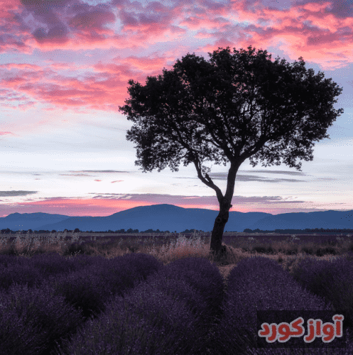  این دختر اگه ترکش کنی به سیم آخر میزنه