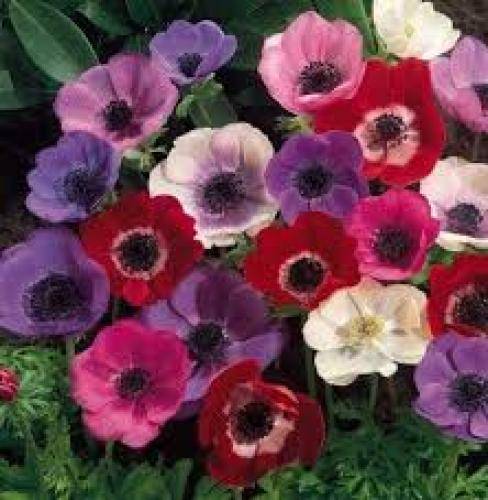 سجاد عباسی و وختی که چیده حال مه خراوه