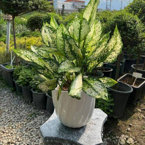 من نمیگم ال میکنم بل میکنم